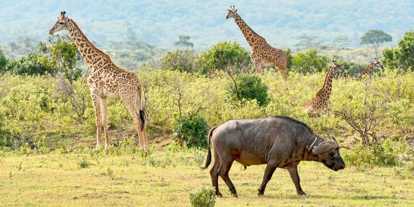 The Wonders Gate Safari