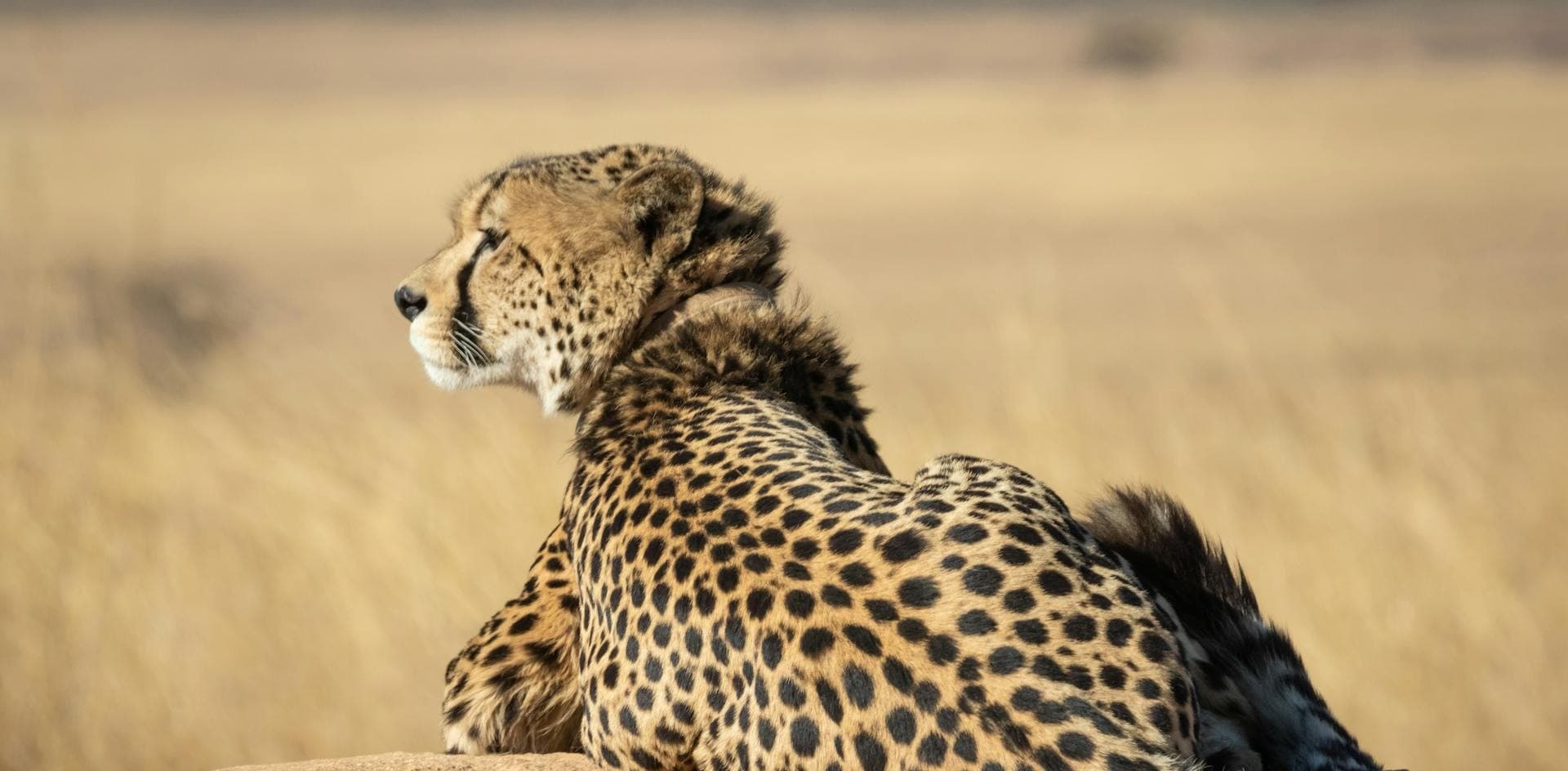 Cheetahs in the wild